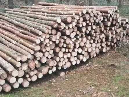 Stemple, Paliki, Słupki, Okrąglaki NEW 3m- 3,5, 4m, 2,6m Trans. Gratis