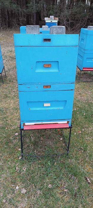 Ule Apikos wielkopolskie