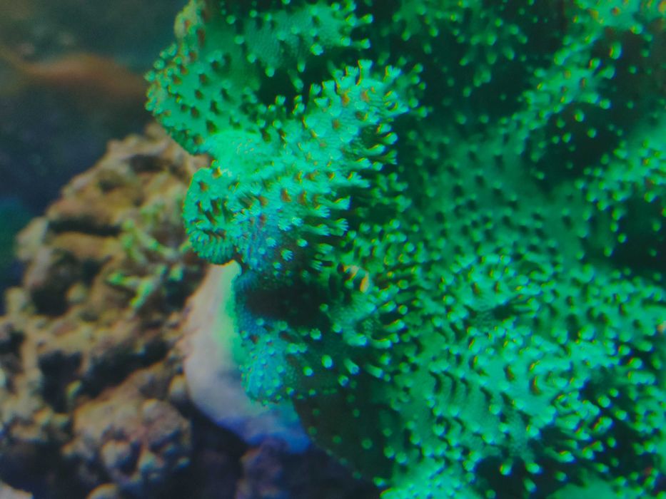 Lobophyton koralowce morskie akwarium