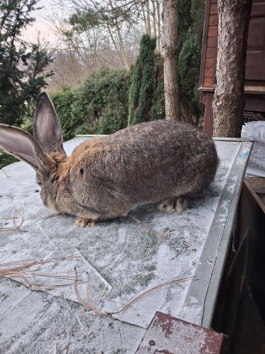 Belgijski olbrzym szary z rodowodem
