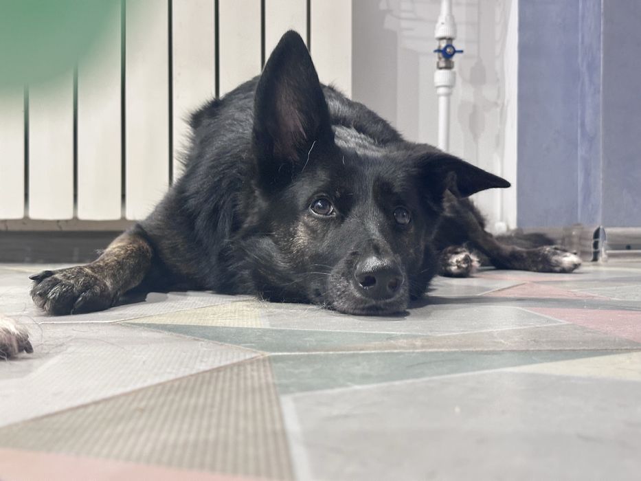 Собака Молли ищет семью