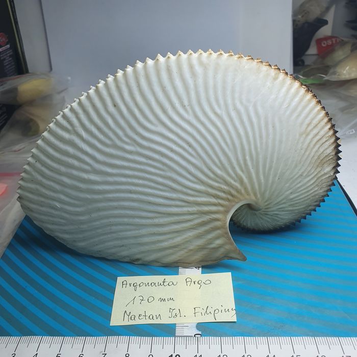 Muszla Argonaute argo