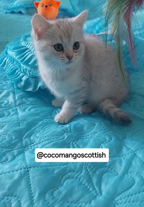 Скоттиш страйт/шотландский котенок девочка/ шиншилла из питомника