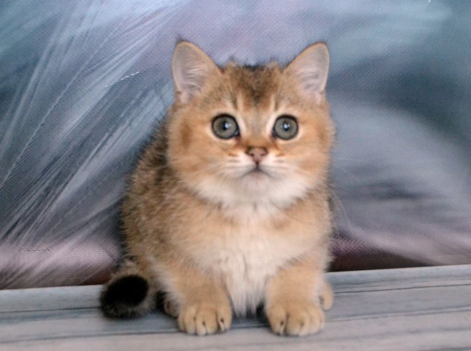 Золотий британчик! Шиншила!