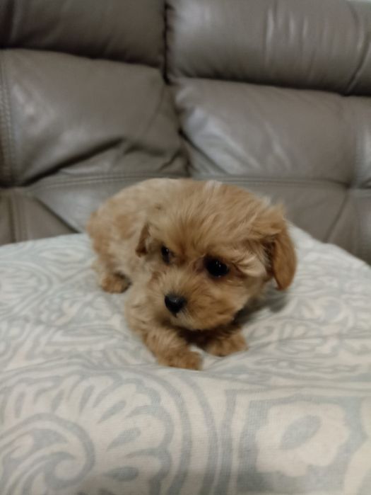 Maltipoo suczka samica Częstochowa z certyfikatem pochodzenia