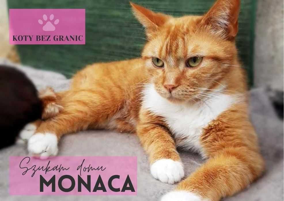 Kotka Monaca rudowłosa piękność