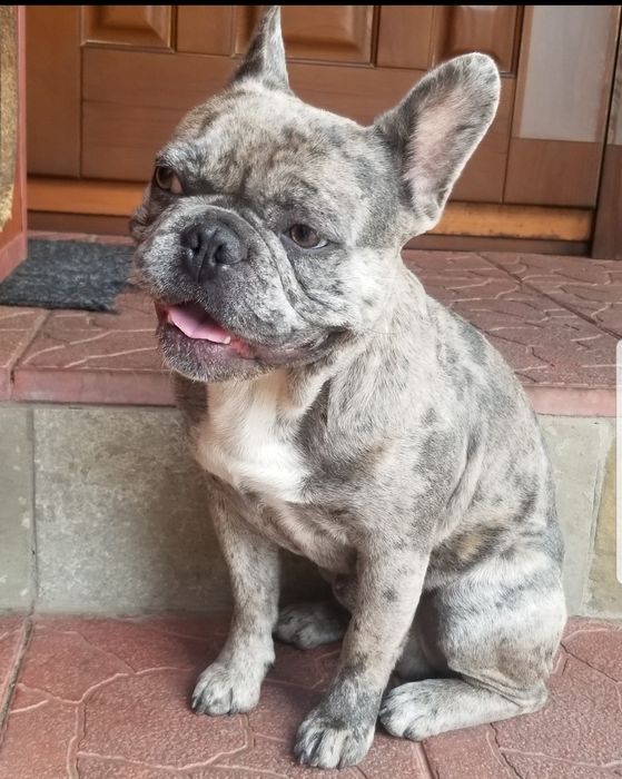 Вязка ,продажа французский бульдог, шпиц,чихуахуа