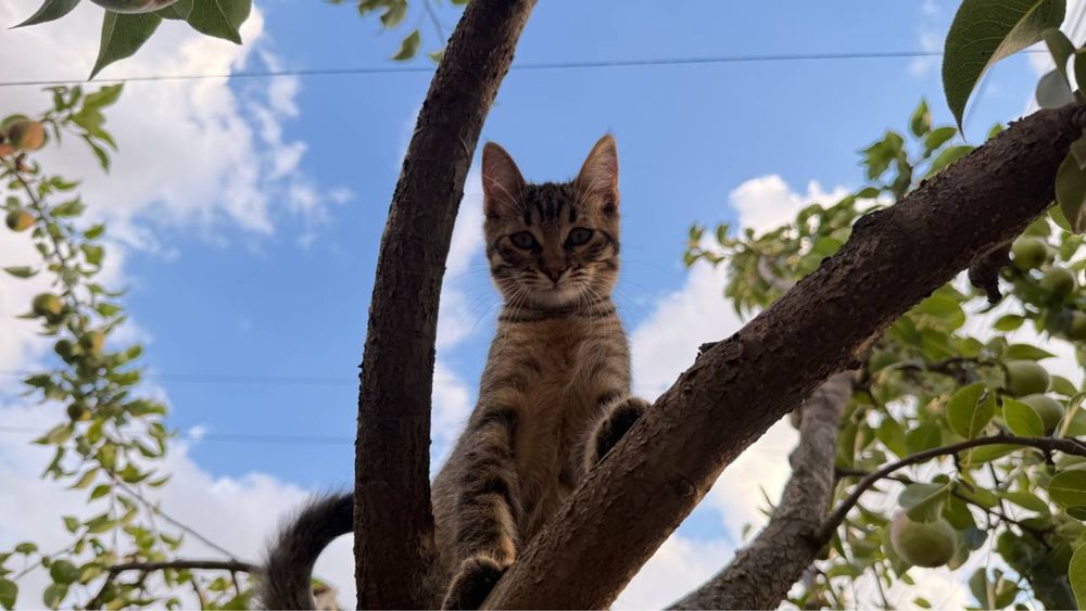 Кошечка, в добрые руки (без оплаты)