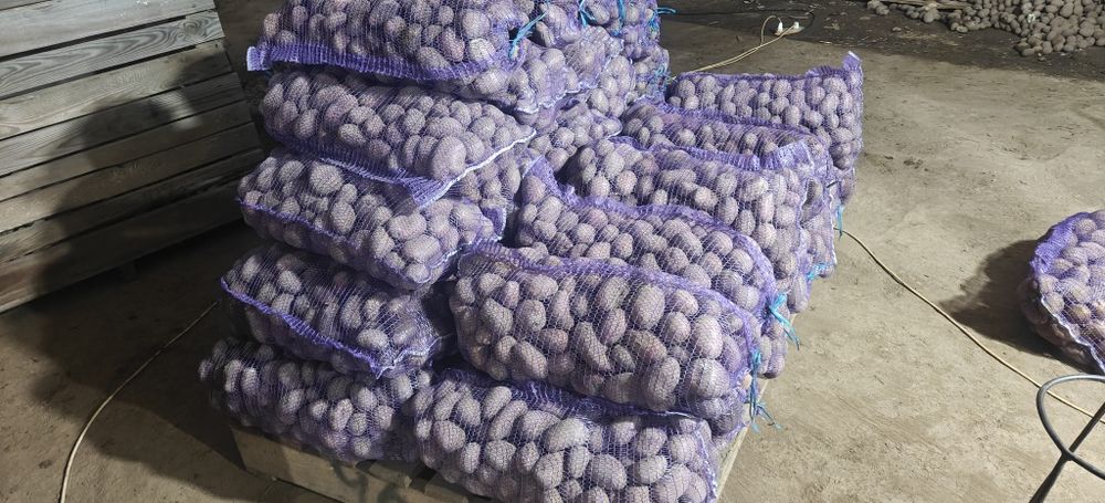 Картопля Сорая Балтік Роуз Мелоді