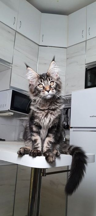 Сегодня цена акция  Мейн-кун девочка — редкое сочетание характера и по