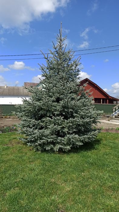 4 метри Голуба ялинка