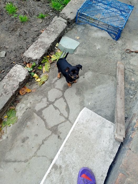 Чудова дівчинка чихуахуа