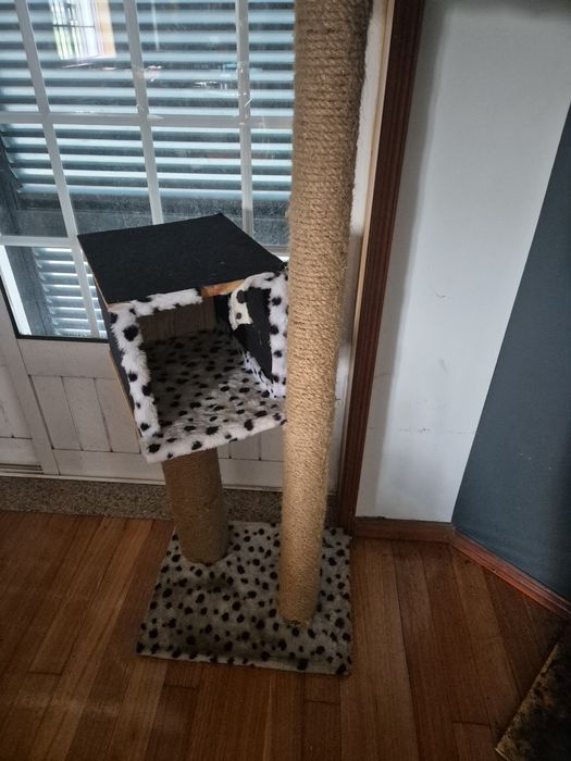 Aranhador para gato
