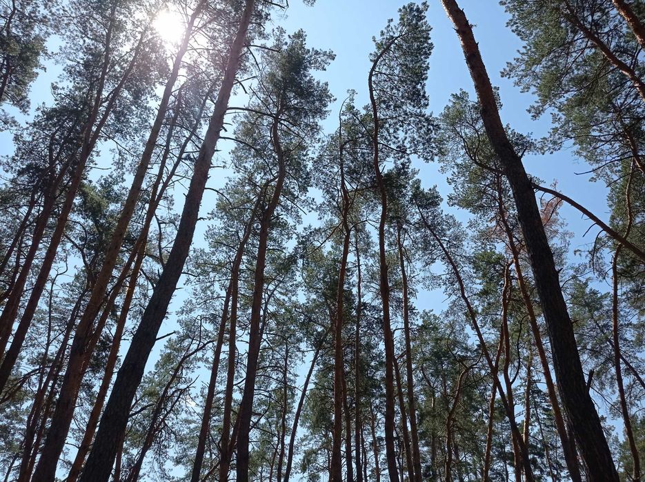 Дом в Орловщине , лес , река