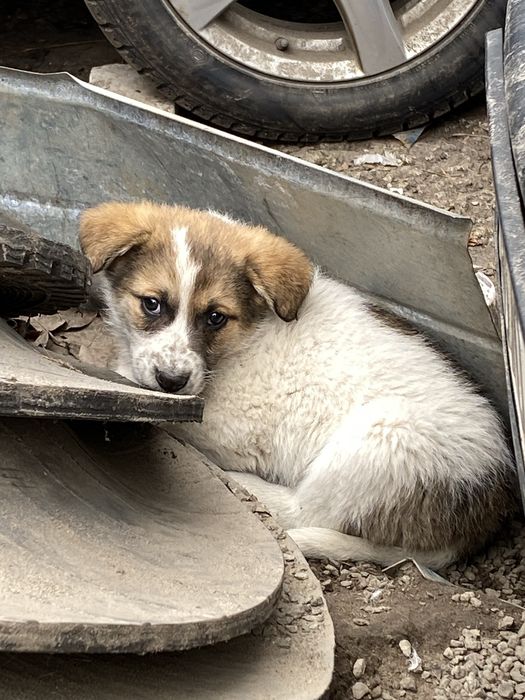 Цуценятка шукають свій дім