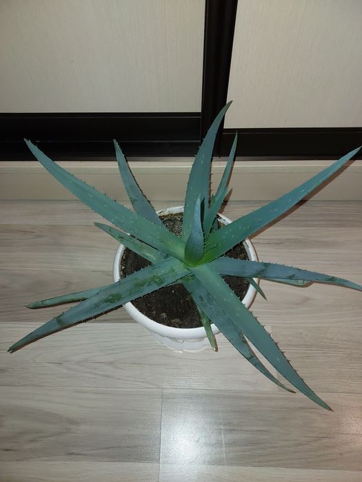 Алоэ алое вера лечебный