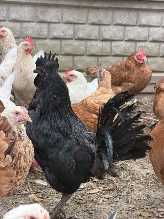 Kogut Ayam cemani