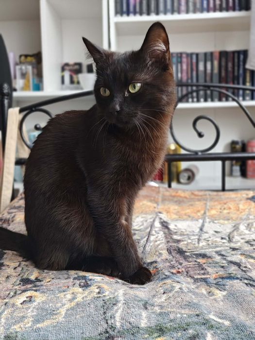 Loki szuka domu ma stałe