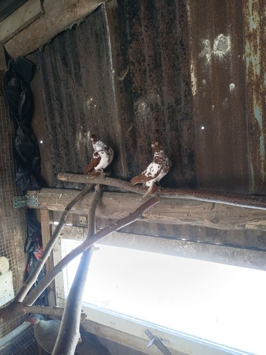 Gołębie ozdobne sprzedam zamienię