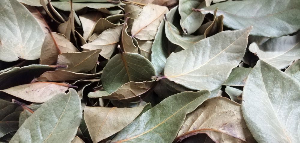 Loureiro / Louro - folhas