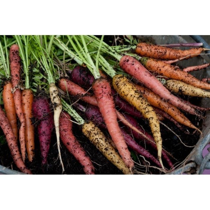 Sementes de Cenouras Biológicas - Mix cores