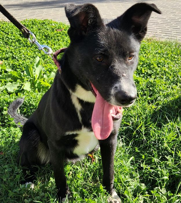 Собака,  Мишель 1год, стерилизована