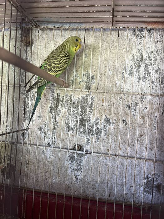 piriquito verde macho