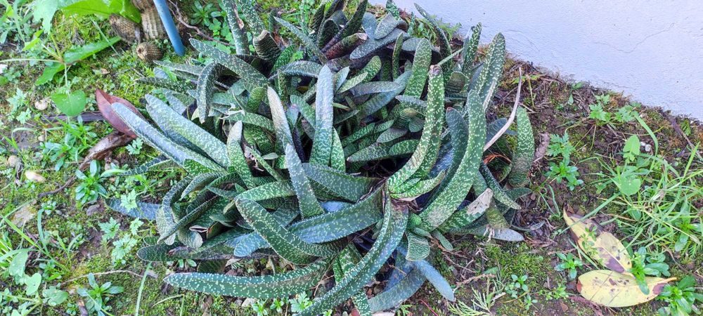 Cacto de jardim  muito robusto.
