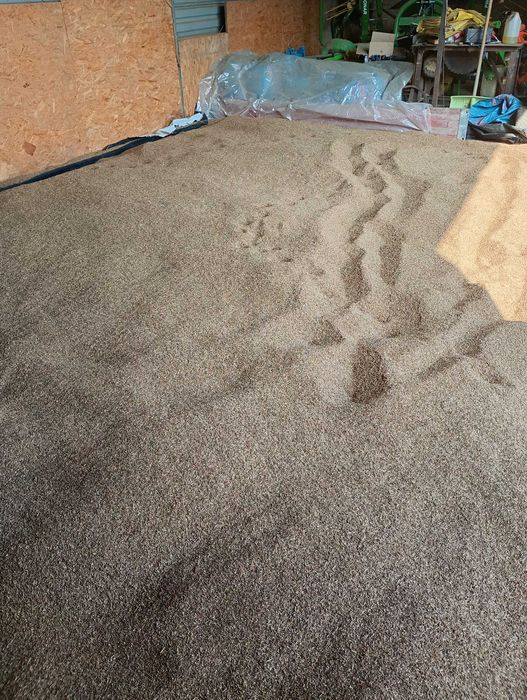 Koniczyna czerwona - Seradela - Życica Trwała