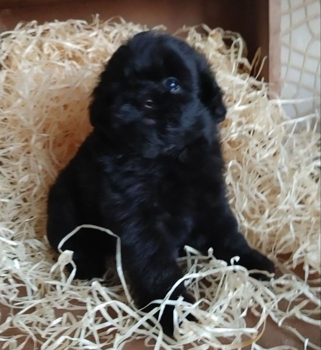 Дизайнерская мальтипушная красотка. Киев