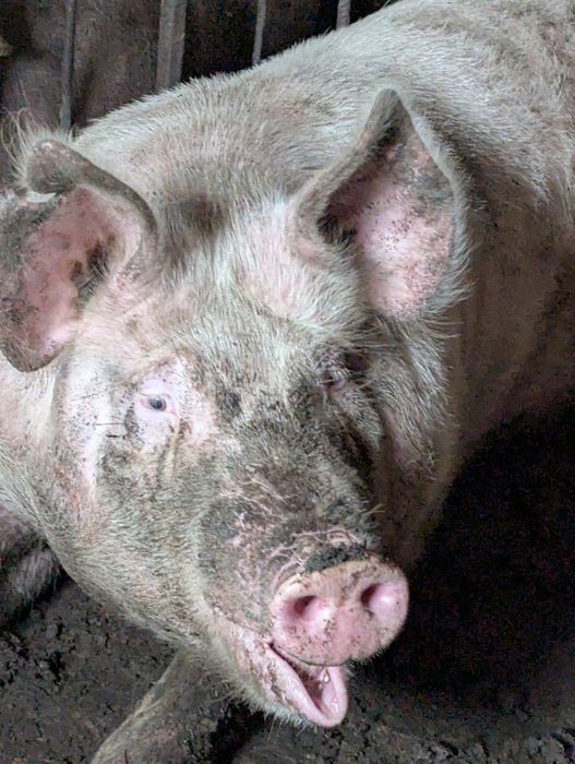 Спермодози кнурів