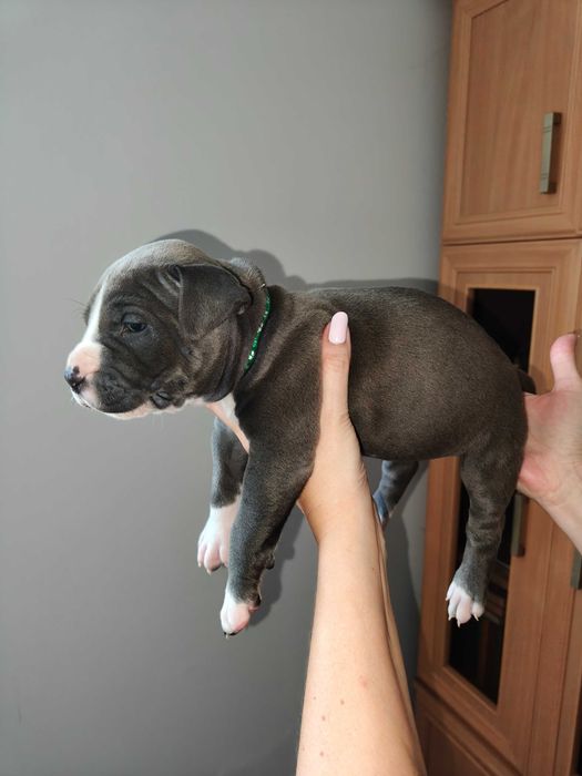 Amstaff Blue - piesek 1