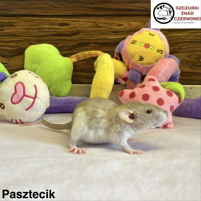 Piękne szczurki dumbo rex miot P szczur szczury szczurki