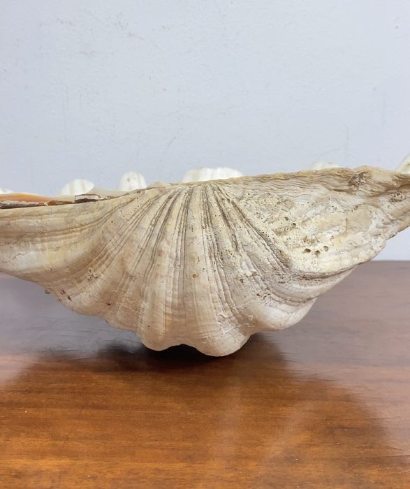 Concha  gigante (Tridacna gigas).