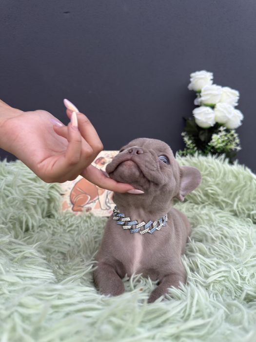 Menino buldog frances lilac