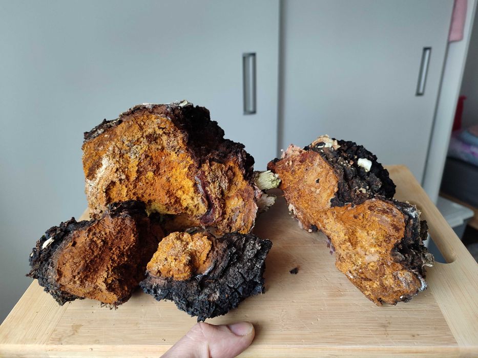 Czaga 1kg sucha  błyskoporek  huba