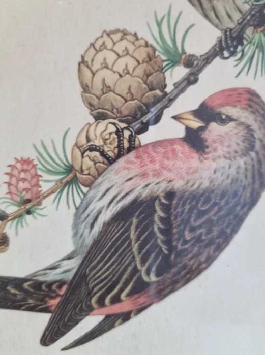 Czeczotki,dwa ptaki,ptaszki,litografia z 1953 r.