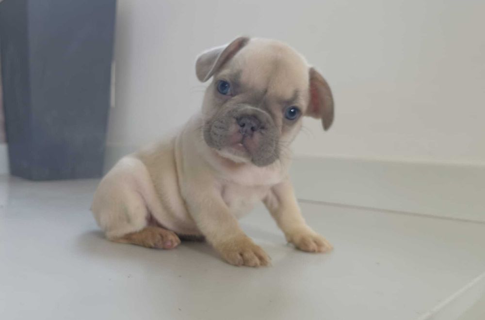 Bulldog francês lilac menina  . Top