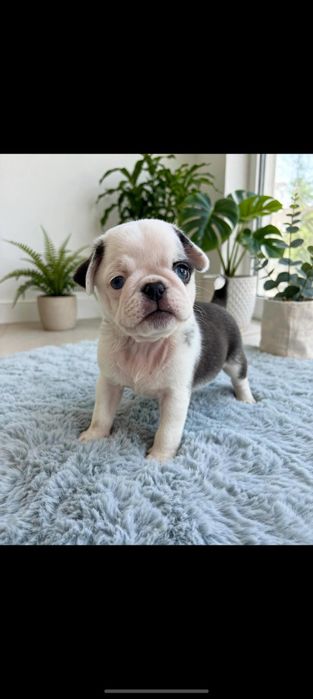 PUG panda menina linda
