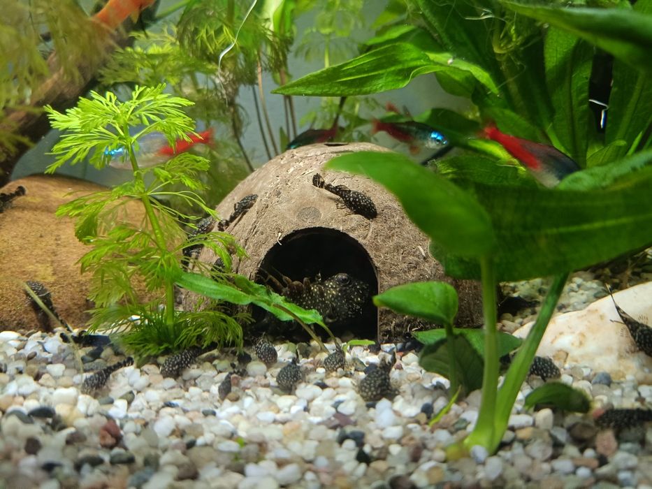 Zbrojniki glonojady mlode ok. 3 cm