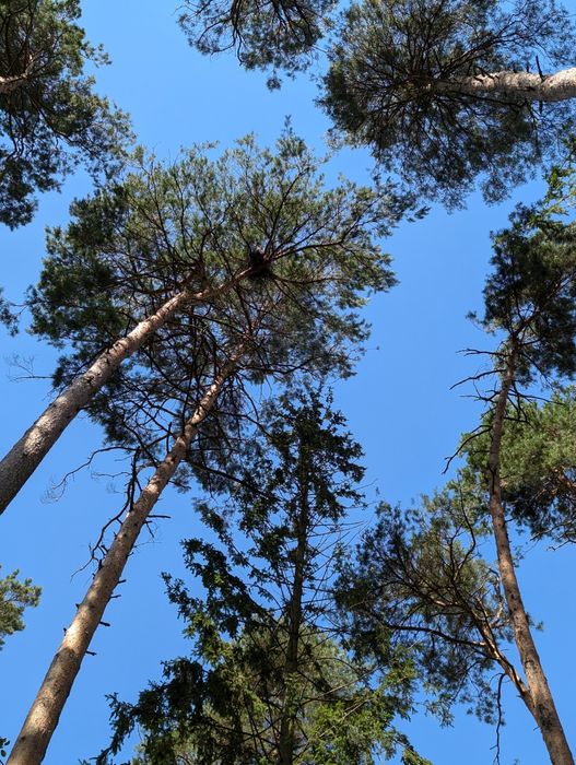 Ekspertyzy i opinie dendrologiczne | Wnioski o Wycinkę