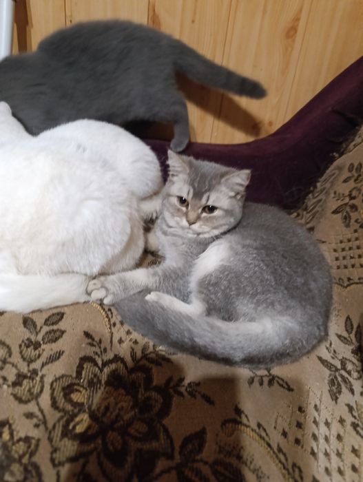 Британський скотіш страйт хлопчик і дівчинка