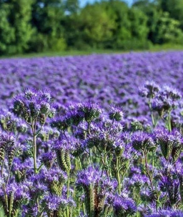 Продам насіння фацелії урожай 2025