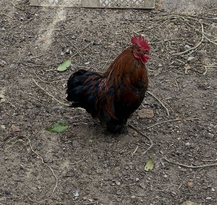 Galo Pekin…………..