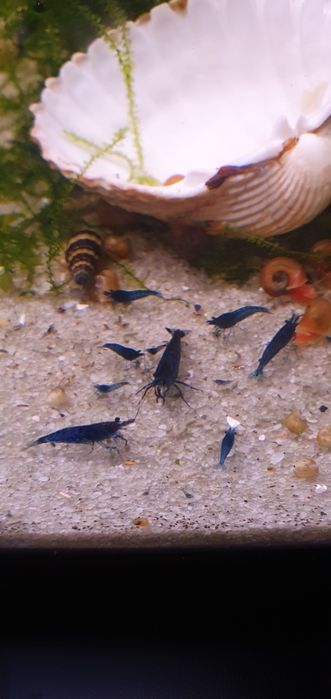 Camarões Neocaridina Blue Dream