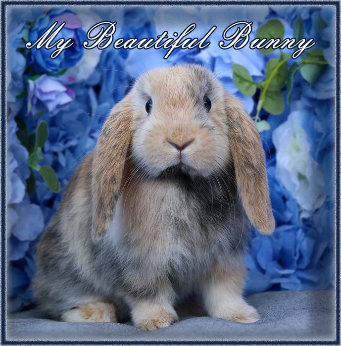 Piękny Królik Mini Lop - Harlequin