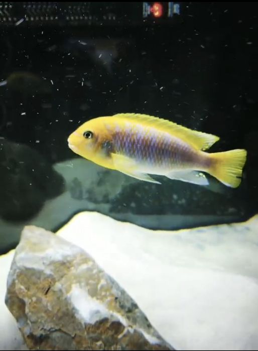 Ciclideos africanos machos Malawi