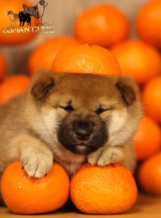 Перспективний хлопчик Шиба Сіба іну розплідник