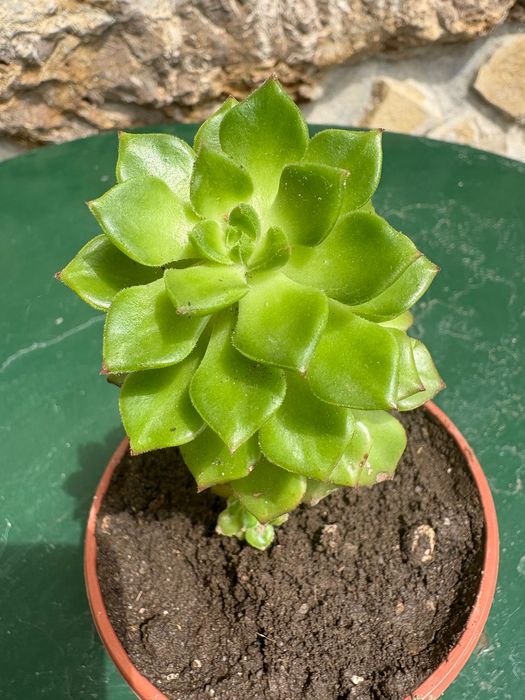 Suculenta Sedeveria Letizia preço 1€