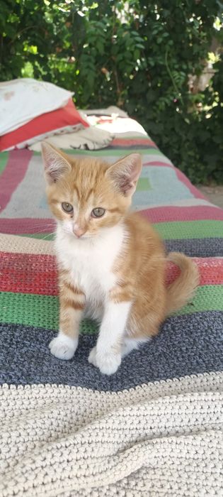 Рыжие котята в семью